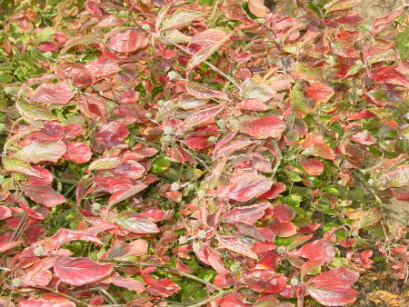 Herfstkleuren bij Cornus nuttallii 'Monarch'