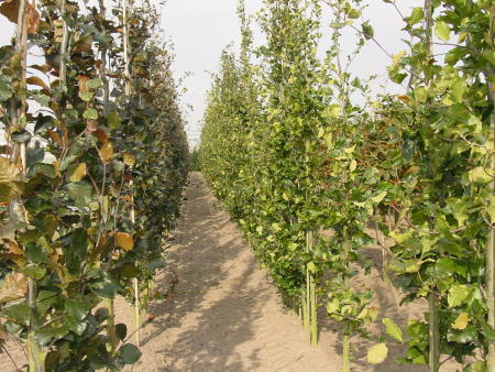 Fagus sylvatica 'Dawyck purple en 'Dawyck'