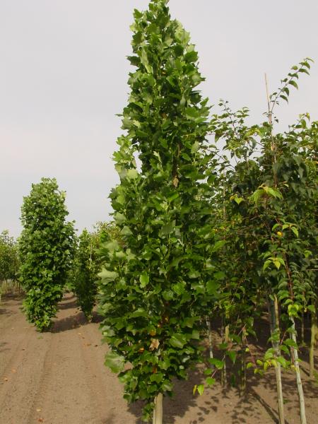 Liriodendron tulipifera 'Fastigiatum'