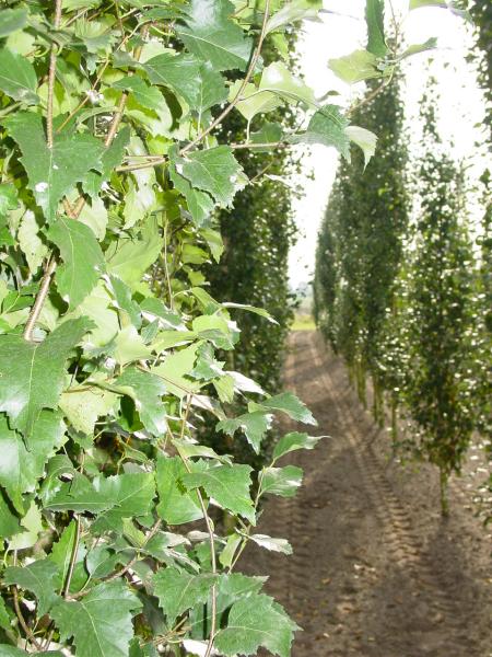 Betula pendula 'Fastigiata'