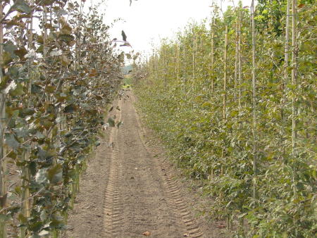 Fagus sylvatica 'Dawyck purple' en Fagus sylvatica 'Laceniata'