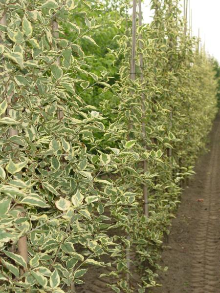 Cornus mas 'Variegata'