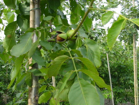 Juglans regia 'Broadview'