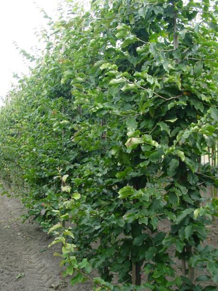 Parrotia persica 'Vanessa'