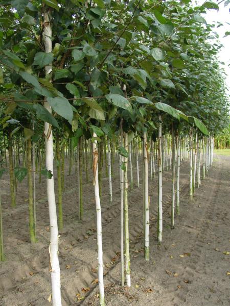 Betula utilis 'Doorenbos'