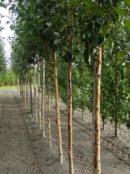 Betula albosinensis 'Fascination'