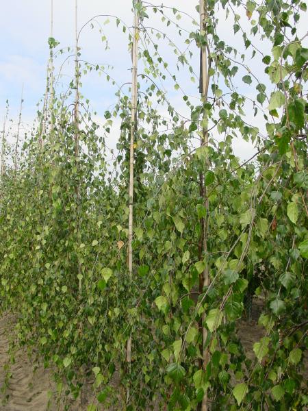 Betula pendula 'Youngii'