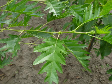 Blad van Alnus glutinosa 'Laceniata'