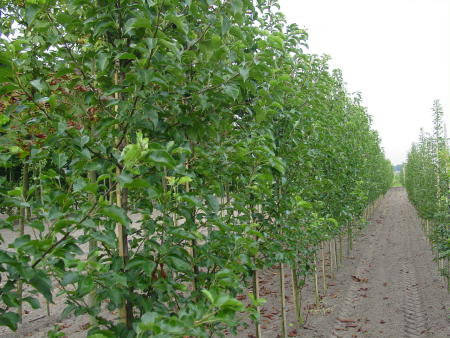 Pyrus calleryana 'Chanticleer'