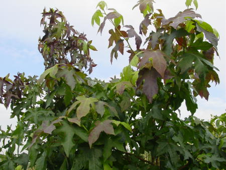 Herfstkleur van Liquidambar styrasiflua