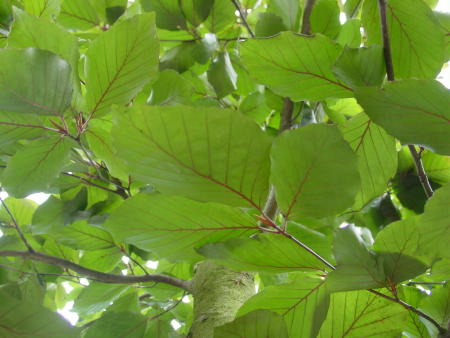 Fagus sylvatica 'Riversii'