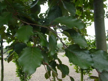 Fagus sylvatica 'Riversii'