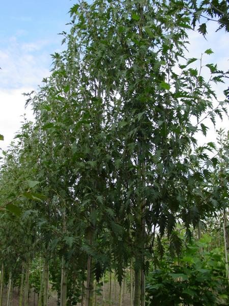 Alnus incana 'Laceniata'