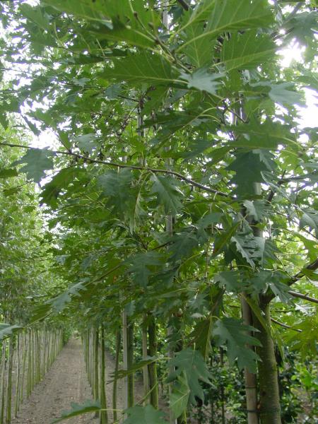 Alnus glutinosa 'Laceniata'