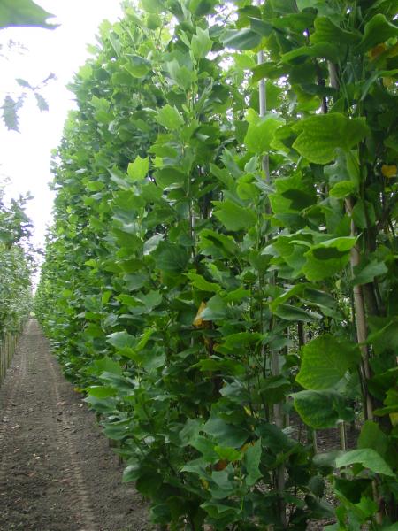 Liriodendron tulipifera 'Fastigiatum'