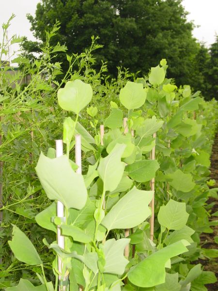 2-jarige Liriodendron tulipifera 'Fastigiatum'